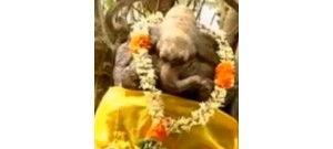 15.பச்சோந்தி விநாயகர்- தமிழ்நாடு